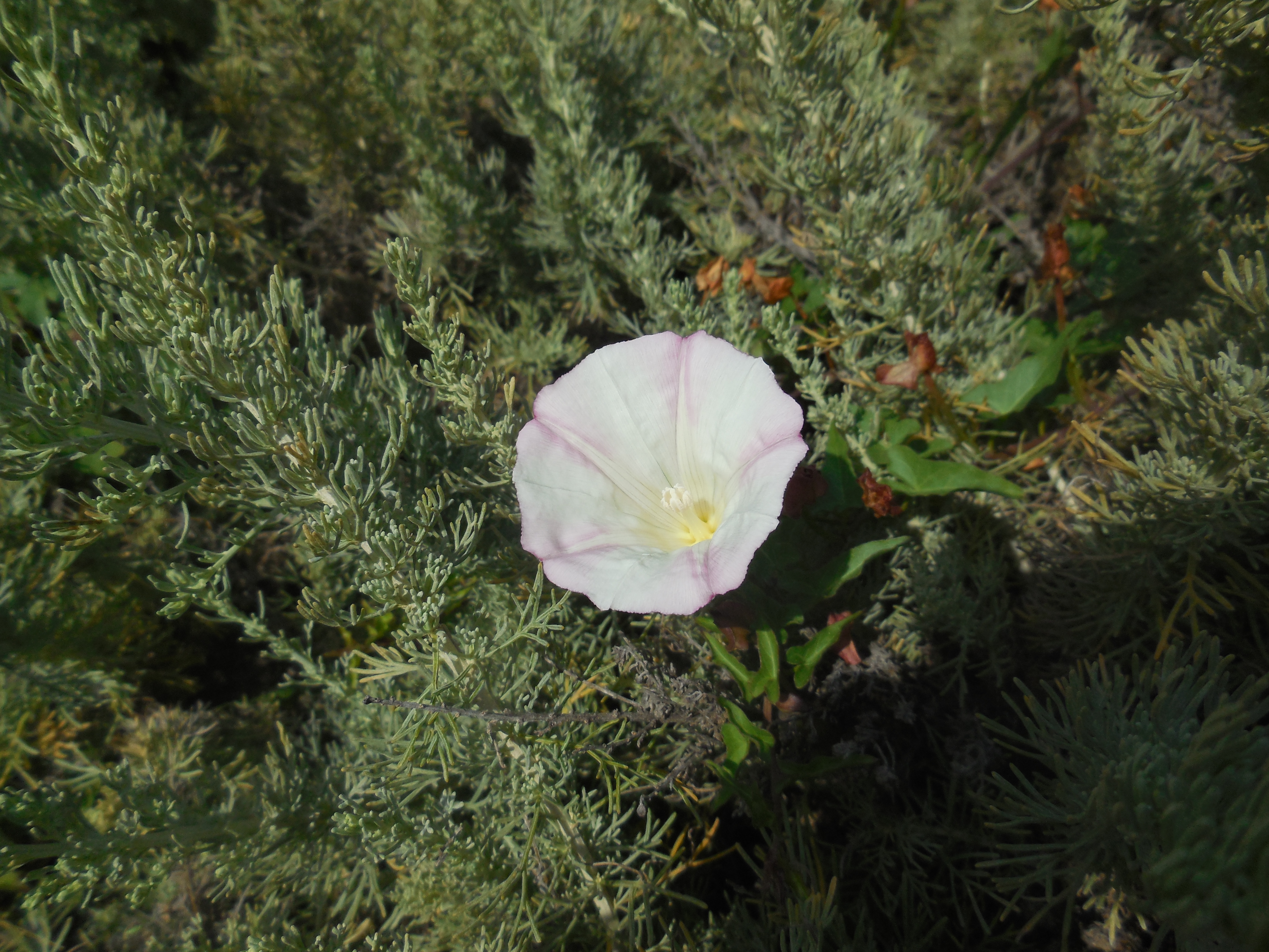 coast morning glory (Calystegia macrostegia ssp. clyclostegia)